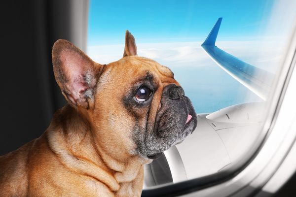 Pet on a private jet